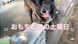 【甲斐犬雑種】おもちと母の土曜日【保護犬】