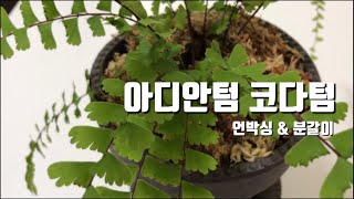 식물쇼핑 | 아디안텀 코다텀 | 아디안텀 카우다툼 | 언박싱\u0026분갈이 | 고사리 키우기 | Adiantum Caudatum | Unboxing