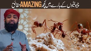 Ant Facts In Urdu  Choonti Ki Baray Mein Amazing  Maloomat - By Soban Attari