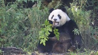 20201227 八爪吐霧熊何在 圓仔樂把桑葉採 Giant Panda Yuan Zai