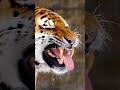 The Royal Bengal Tiger - Close up footage of its mouth open and sharp teeth. Most dangerous  animal