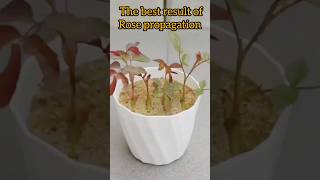 💠Rose Plant Growing Tips Telugu | Best result Of Rose Propagation| How To Grow Rose Plant #shorts ✅