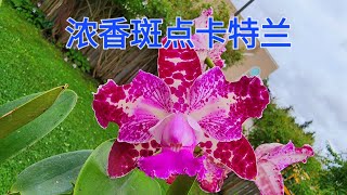 Sophie's Garden 浓香斑点卡特兰Cattleya Royal Cognac 'Wilson