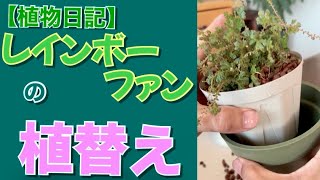 【植物日記】 レインボーファンの植替え 2023.6.3 AM8:30