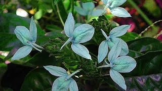 Green ice \u0026 Yellow crossandra seedpod \u0026 seeds/aboli/firecracker plant #shorts #youtubeshorts