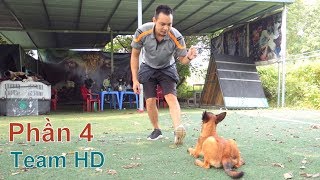 P4: Điều Hướng Cún Từ Bé - Nếu Bạn Muốn 1 Chú Chó Vâng Lời/ Training Malinois/ NhamTuatTV