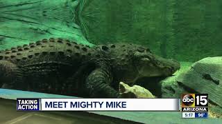 Meet Mighty Mike: The 800-pound American alligator living at Odysea Aquarium