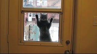 Cats Who Desperately Want to Come Inside