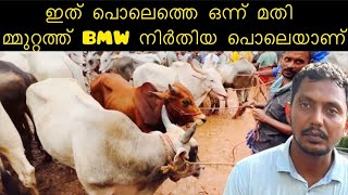 Manjeri buffalo market || ഇത്‌ പൊലെത്തെ ഒന്ന് മതി  മ്മുറ്റത്ത്‌ BMW നിർതിയ പൊലെയാണ്