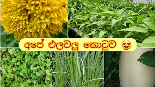 වස විසෙන් තොර එළවළු වගාකරන අපේ එළවළු කොටුව...🍅🌿🌾🍀