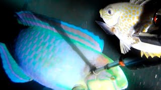 NIGHT SPEARFISHING SPEARFISHING INDONESIA FISH HUNTING AT NIGHT /SPEARO PEMULA