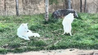 アザリーパパを置いて遊びに行ちゃった真白ちゃん　  ホッキョクオオカミのこども　那須どうぶつ王国にて　2024年11月9日  IMG 0145