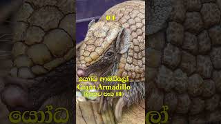 දිනකට වැඩිම වේලාවක් නිදා ගන්න සතුන්/Animals that sleep the longest in a day #viral #shorts