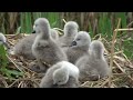 268. swans nesting – cygnets hatched