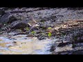 common sandpiper actitis hypoleucos saltram plym estuary devon 7 january 2025