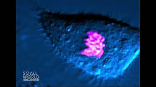A Cell Going Through Cell Division | 2022 Nikon Small World