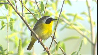 Common Yellowthroat