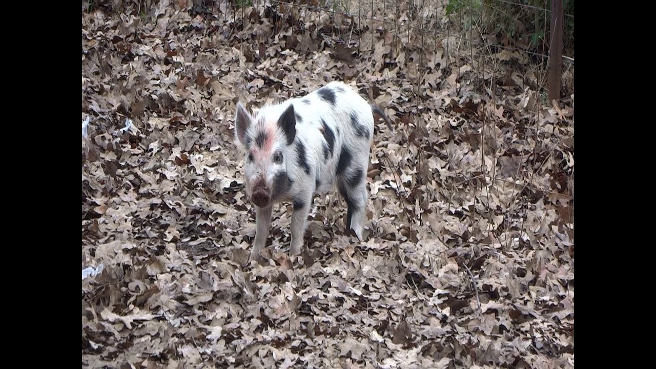 Hog Trap Piglets Youtube
