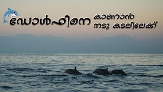 ഡോൾഫിനെ കാണാൻ നടു കടലിലേക്ക് || Dolphin