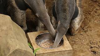 アイチおかあさん(左)とアモちゃん(右)が仲良くお食事していると・・・