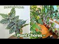 Catching up on plant chores// Repots, Pole extensions, Feed & watering