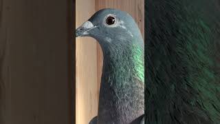 size of Jan Aarden | Racing Pigeon | Homer | Kabutar