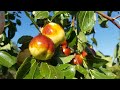 枣树 享受秋枣 enjoy the autumn jujube li 10 9 2021