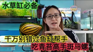 鱼缸要怎麼除藻?超好用食藻螺大解析之斑马螺 zebra snails how to remove algea eater