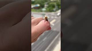 Honeybee Avoids Near Death