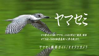 2020ヤマセミ近距離バージョン