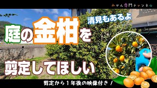 【4月上旬】金柑の剪定依頼！隣の家の邪魔になってるので切ってほしい。／Brave Monkey・電動剪定バサミ