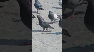 🕊️ Las Palomas de la Plaza de Lima: #PalomasDeLima #PlazaDeLima  #CulturaLimeña #Lima #PazYLibertad