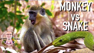 Monkey vs Snake