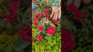 12 महीने गुलाब फूलों की बरसात करेगा ये छोटा गुलाब का पौधा #shorts #viral  #roseplantvariety