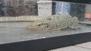 ペットの大トカゲ捕獲 静岡市内の住宅地