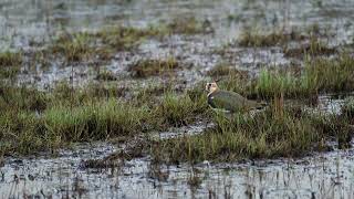 Kieviten / Lapwings (Park Schothorst)