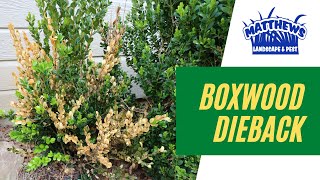 Boxwood Dieback