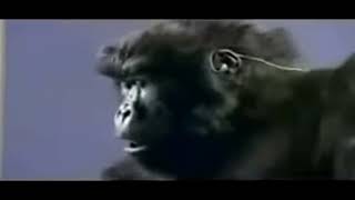 gorilla play drums meme