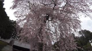 ４Ｋ 2017年桜　松雲寺観音しだれ桜 福島県白河市　４月16日撮影　C0048