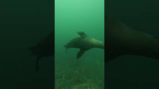 Scuba Diving Bondi Australia