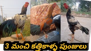 3 మంచి కత్తికాళ్ళ పుంజులు  :  93907 13535