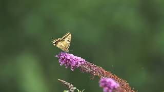 Metamorphosis Unveiled: The Mysterious Beauty of a Butterfly