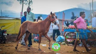 அந்தியூர் குதிரை \u0026 கால்நடை சந்தை டீஸர் | Anthiyur cattle fair | India's Biggest Horse Market Teaser