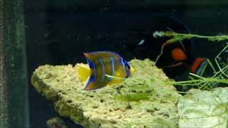 Acanthurus achiles Holacanthus ciliaris