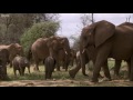 Young Elephants Fight To Survive  This Wild Life  BBC Earth