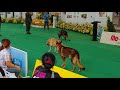 surasanvสุนัขทหารep2ฝึกนอกสายจูง เกษตรแฟร์2563 military dog show train outside the leash kaset fair