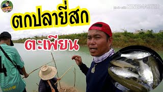 ตกปลายี่สก ปลาตะเพียน บ่อธรรมชาติ สูตรเหยื่อหมัก