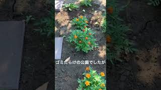 ゴミだらけ公園に花を植えたらアオスジアゲハ蝶が来たの図 #shorts #蝶々 #バタフライガーデン #公園 #ポイ捨て #ゴミ問題 #大田区 #東矢口三丁目公園