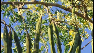 Plant 207 | Nuggekayi mara | ನುಗ್ಗೆಕಾಯಿ ಮರ | Drumstick tree | Herbal \u0026 The plant