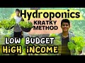 Everything You Need To KNOW To START HYDROPONICS AT HOME! Kratky Method